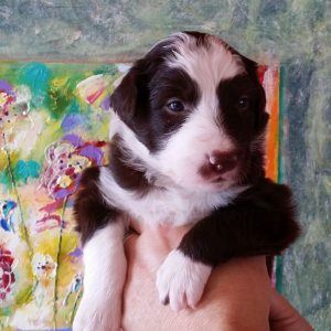 Darby the purebred border collie pup at 3 weeks old on January 9, 2016