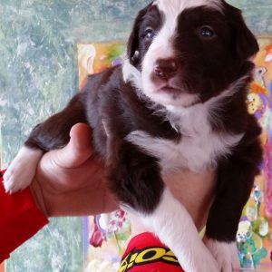Darby the purebred border collie pup at 3 weeks old on January 9, 2016