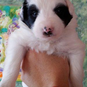 Siouxsie the purebred border collie pup at 3 weeks old on January 9, 2016