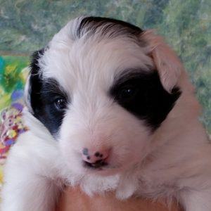 Siouxsie the purebred border collie pup at 3 weeks old on January 9, 2016