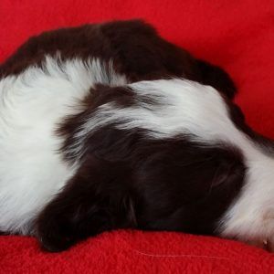 Darby the purebred border collie pup at 4 weeks old on January 16, 2016