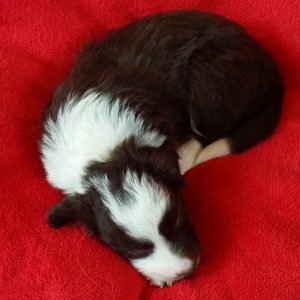 Darby the purebred border collie pup at 4 weeks old on January 16, 2016