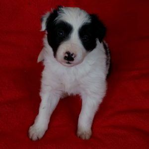 Feist the purebred border collie pup at 4 weeks old on January 16, 2016