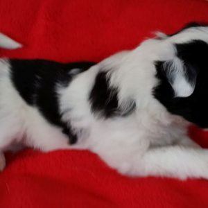 Feist the purebred border collie pup at 4 weeks old on January 17, 2016