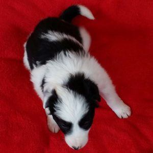 Feist the purebred border collie pup at 4 weeks old on January 17, 2016