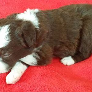 Meatloaf the purebred border collie pup at 4 weeks old on January 16, 2016
