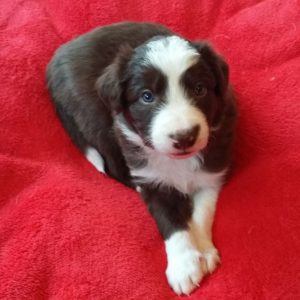 Meatloaf the purebred border collie pup at 4 weeks old on January 16, 2016