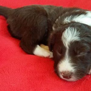 Shirley the purebred border collie pup at 4 weeks old on January 16, 2016