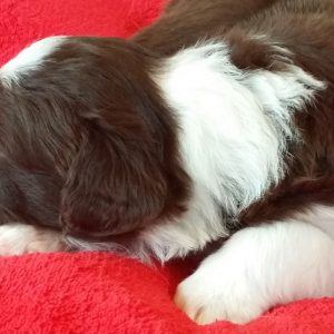 Shirley the purebred border collie pup at 4 weeks old on January 16, 2016