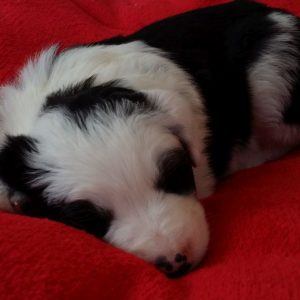 Siouxsie the purebred border collie pup at 3 weeks old on January 16, 2016