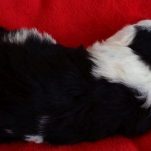 Siouxsie the purebred border collie pup at 3 weeks old on January 16, 2016