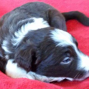 Shirley the purebred border collie pup at 4 weeks old on January 17, 2016