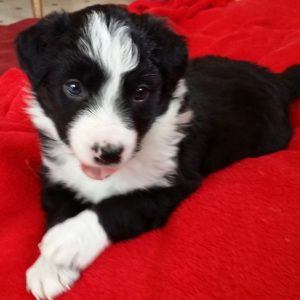 Nikki the purebred border collie pup at 4 weeks old on January 17, 2016