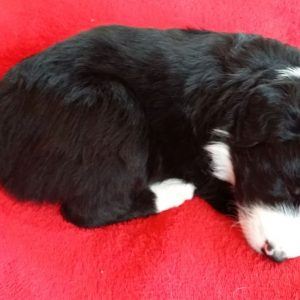 Nikki the purebred border collie pup at 4 weeks old on January 17, 2016