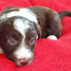 Shirley the purebred border collie pup at 4 weeks old on January 17, 2016