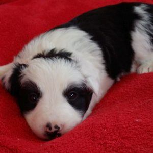 Siouxsie the purebred border collie pup at 3 weeks old on January 17, 2016