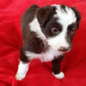 Darby the purebred border collie pup at 4 weeks old on January 17, 2016