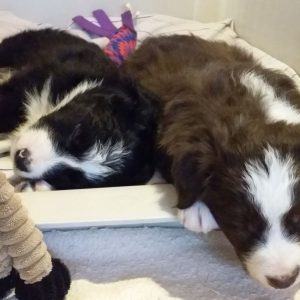 Nikki and Meatloaf having a rest at 6 weeks old on February 1