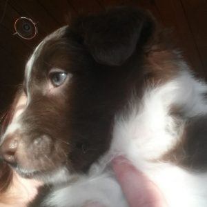Shirley at 5 weeks old on January 28