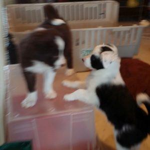 Meatloaf holding off Siouxsie at 6 weeks old on February 1