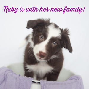 Darby has been renamed Ruby and is now living with her new family, including boyfriend Max, on a farm in Alberta.