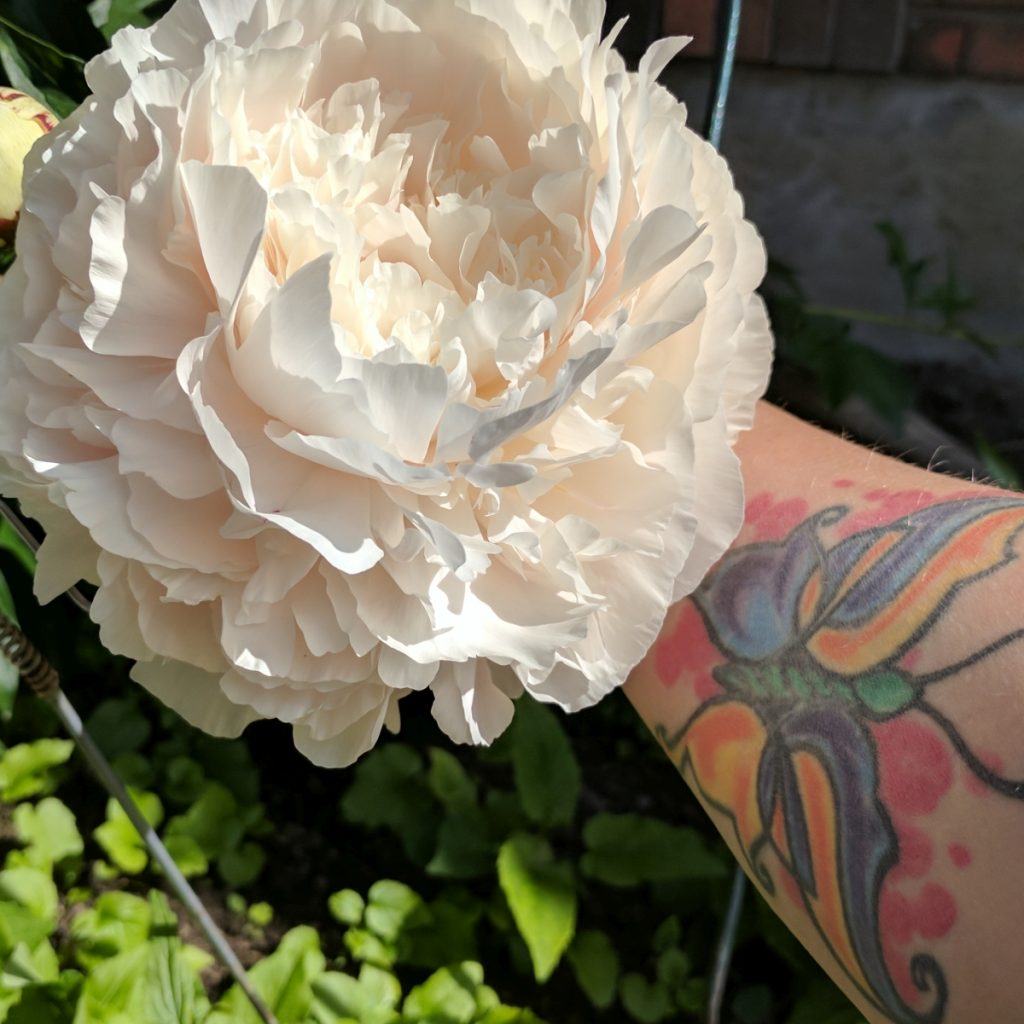 The size of my peony flowers is blowing my mind! Also, yes, this is a hint about what my birthday activities will be!