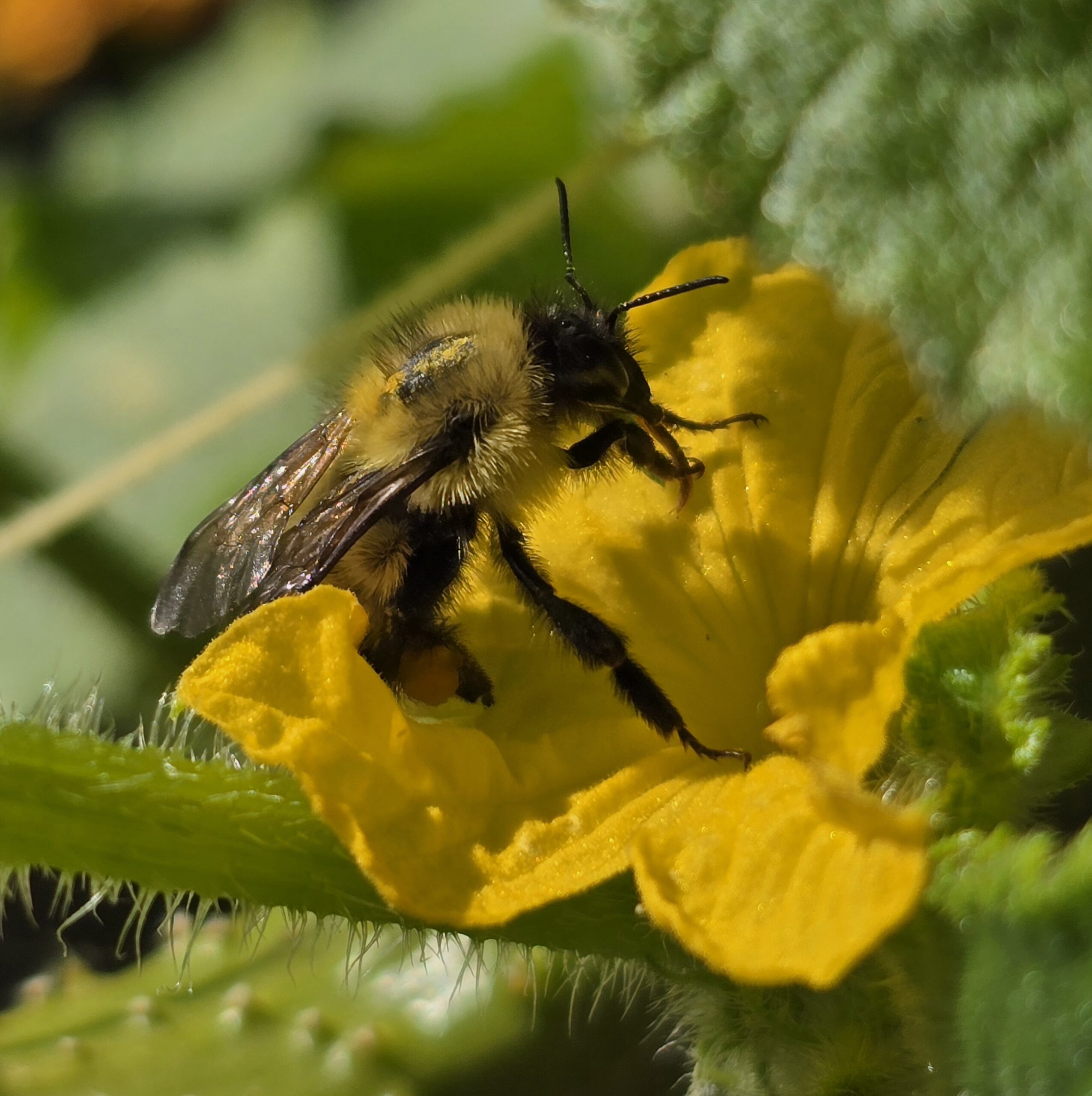 Close up photo of a yellow and black bumble bee in a yellow flower